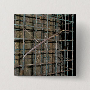 Common Walkingstick (Diapheromera femorata) Items 2 Inch Square Button