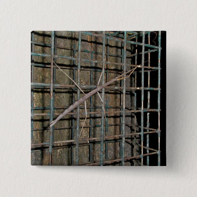 Common Walkingstick (Diapheromera femorata) Items 2 Inch Square Button (Front)