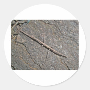Common Walkingstick (Diapheromera femorata) Items Classic Round Sticker
