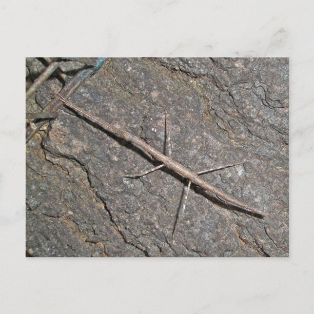 Common Walkingstick (Diapheromera femorata) Items Postcard (Front)