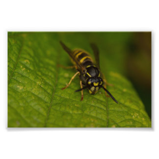 Common Wasp Photo Print