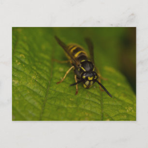 Common Wasp Postcard