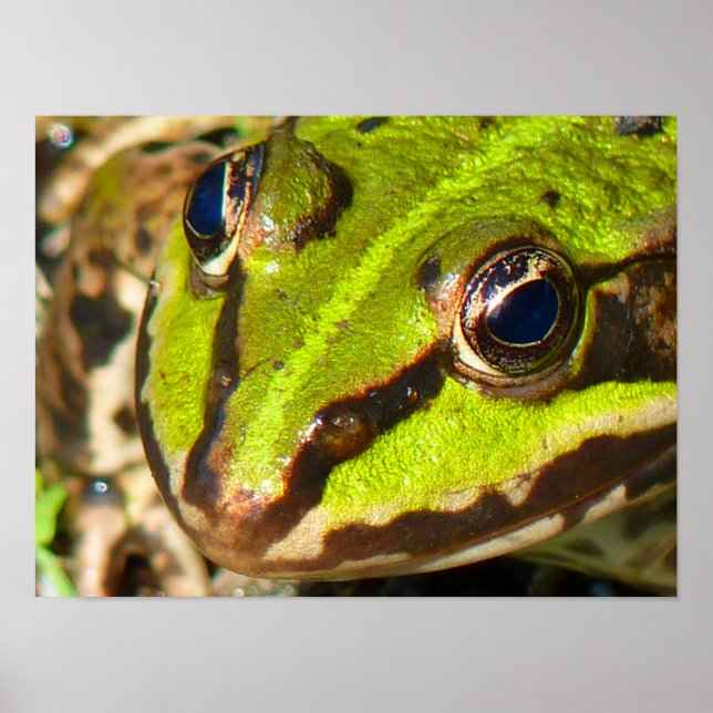 Common Water Frog Close-Up Poster (Front)