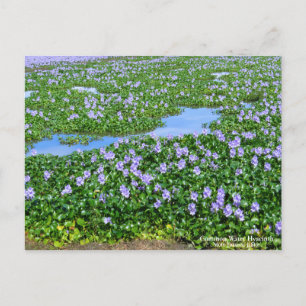 Common Water Hyacinth:Postcard Postcard