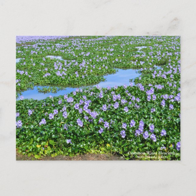 Common Water Hyacinth：Postcard Postcard (Front)