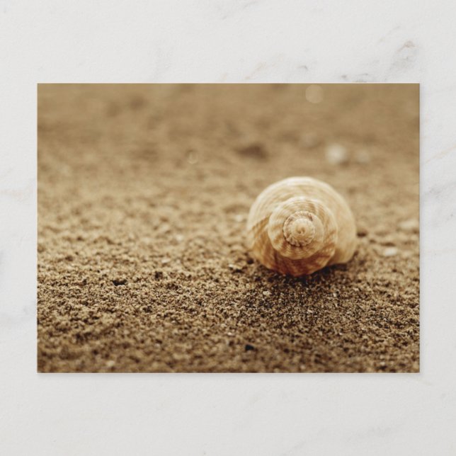 Common Whelk | Botany Bay Postcard (Front)