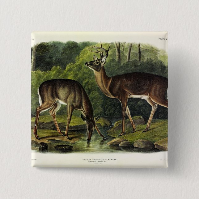Common (White-tailed) Deer - Audubon's Quadrupeds 2 Inch Square Button (Front)