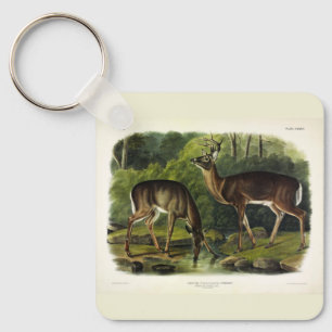Common (White-tailed) Deer - Audubon's Quadrupeds Keychain