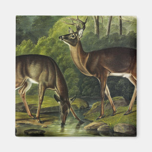 Common (White-tailed) Deer - Audubon's Quadrupeds Magnet