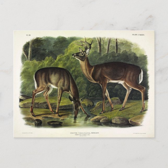 Common (White-tailed) Deer - Audubon's Quadrupeds Postcard (Front)