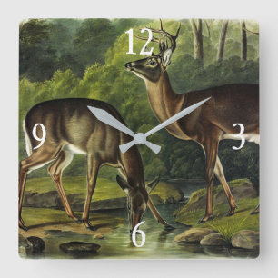 Common (White-tailed) Deer - Audubon's Quadrupeds Square Wall Clock