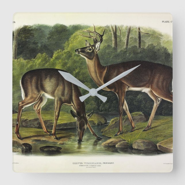 Common (White-tailed) Deer - Audubon's Quadrupeds Square Wall Clock (Front)