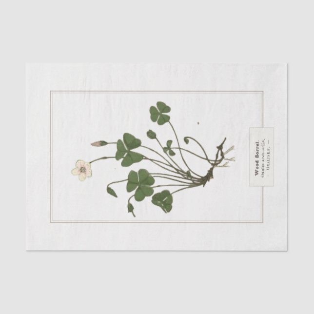 Common Wood Sorrel (Oxalis acetosella)  Tissue Paper (Front)