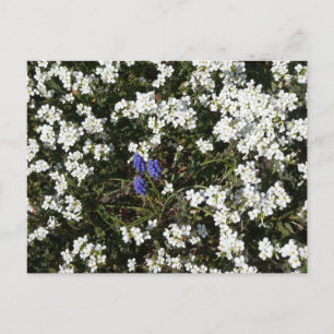 Common Yarrow & Grape Hyacinth DIY Postcard