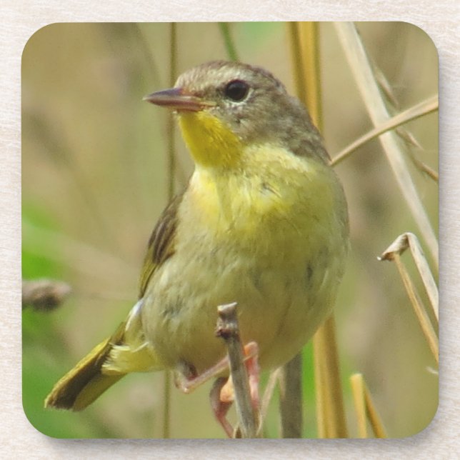 Common Yellowthroat Coaster (Front)