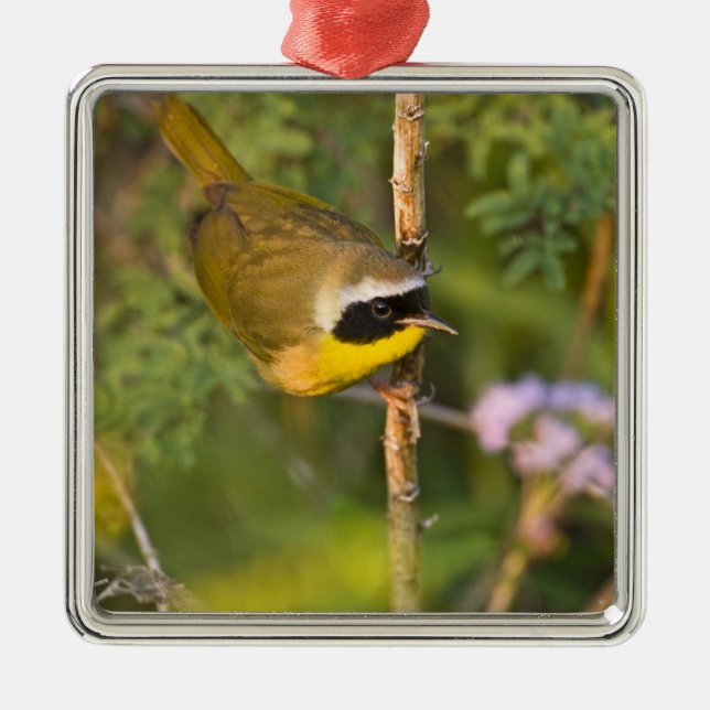 Common Yellowthroat Geothlypis trichas) male, Metal Ornament (Front)