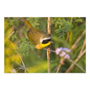 Common Yellowthroat Geothlypis trichas) male, Photo Print