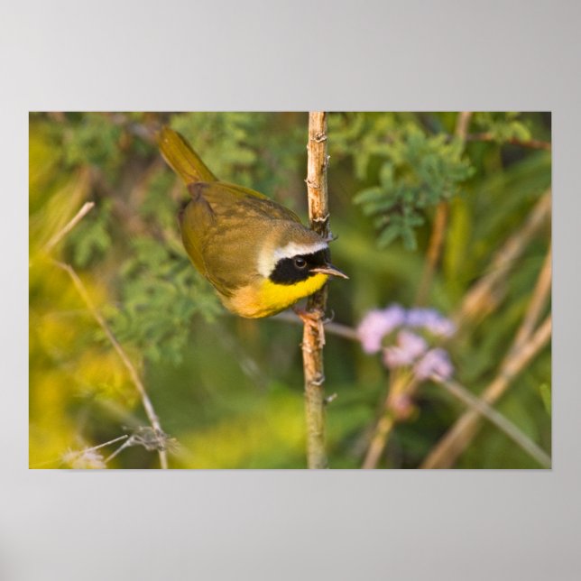 Common Yellowthroat Geothlypis trichas) male, Poster (Front)