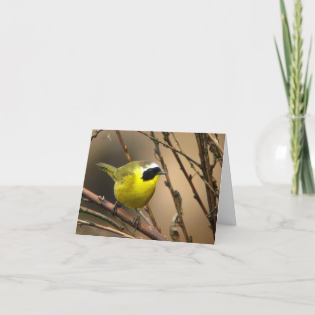 Common Yellowthroat • Joe Sweeney - card (Front)