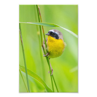 Common Yellowthroat Photo Print