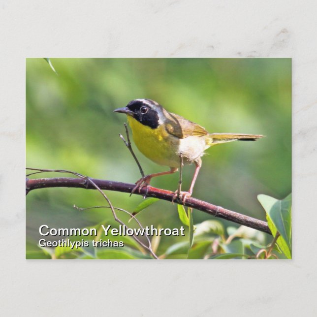 Common Yellowthroat Postcard (Front)