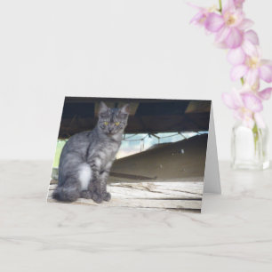 Community Cat Portrait Card