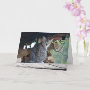Community Cat Portrait Card