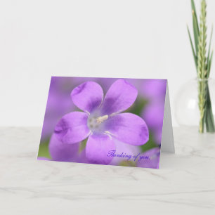 Companula. Thinking of you, Card