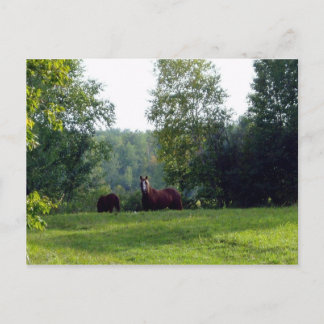 Comphy Cozy Postcard