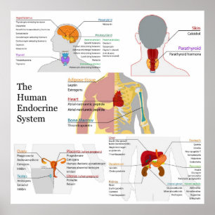 Complete Diagram of the Human Endocrine System Poster