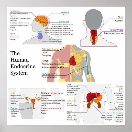 Complete Diagram of the Human Endocrine System Poster | Zazzle.ca