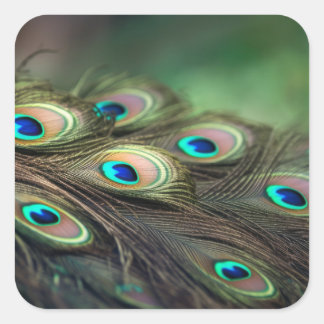 Composition of bright peacock feathers square sticker