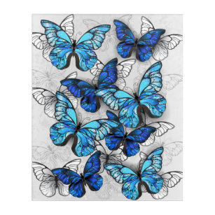 Composition of White and Blue Butterflies Acrylic Print