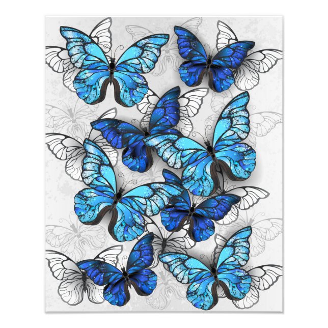Composition of White and Blue Butterflies Photo Print (Front)