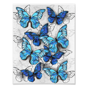 Composition of White and Blue Butterflies Photo Print