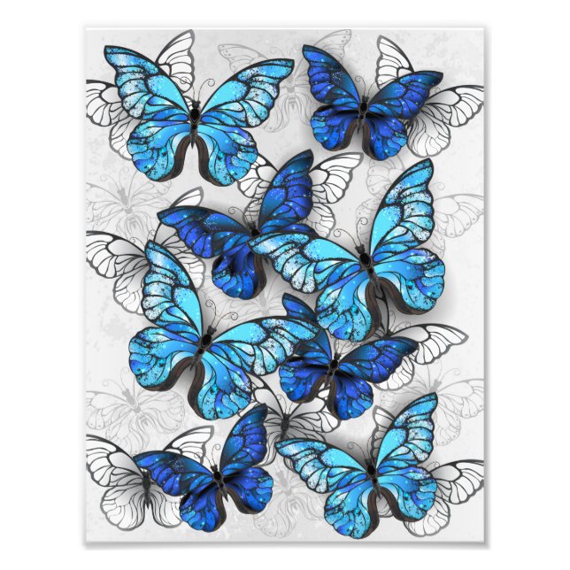 Composition of White and Blue Butterflies Photo Print (Front)
