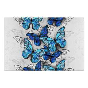 Composition of White and Blue Butterflies Poster