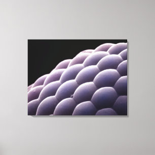 Compound eye from an insect canvas print