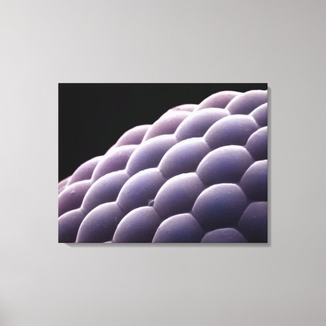 Compound eye from an insect canvas print (Front)