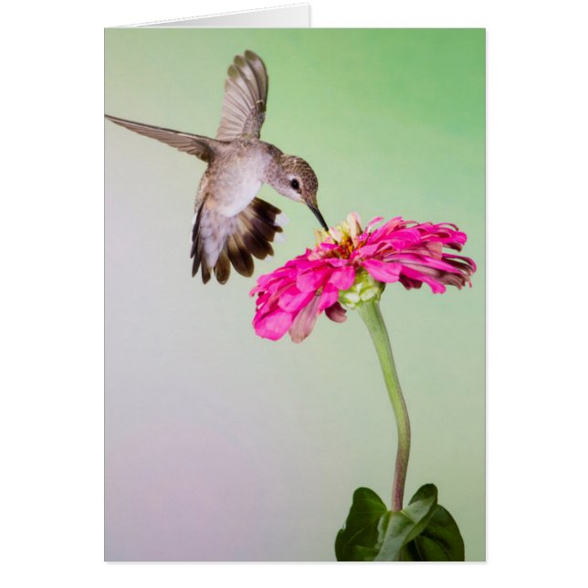 Comté de Jeff Davis, Texas (Devant)