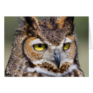 Comté de Kendall, Texas. Chouette à grande corne