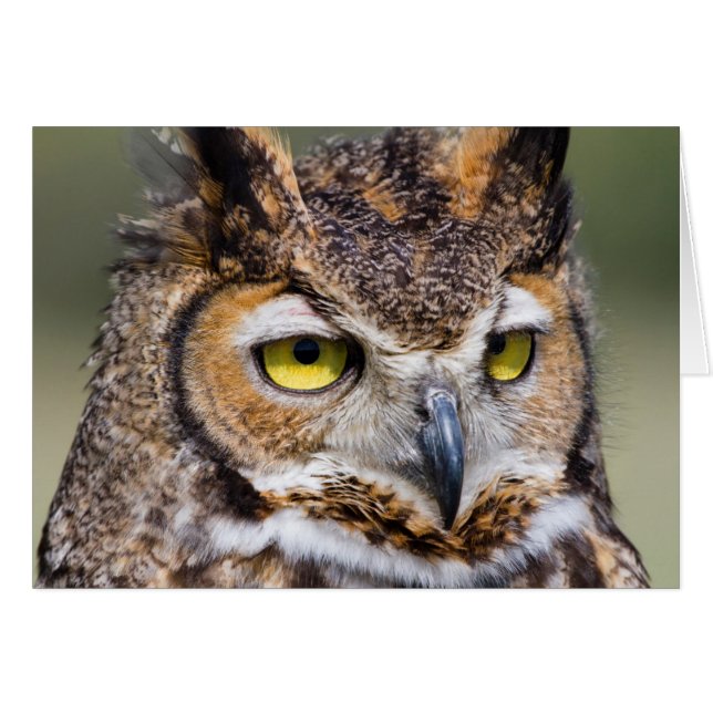 Comté de Kendall, Texas. Chouette à grande corne (Devant horizontal)