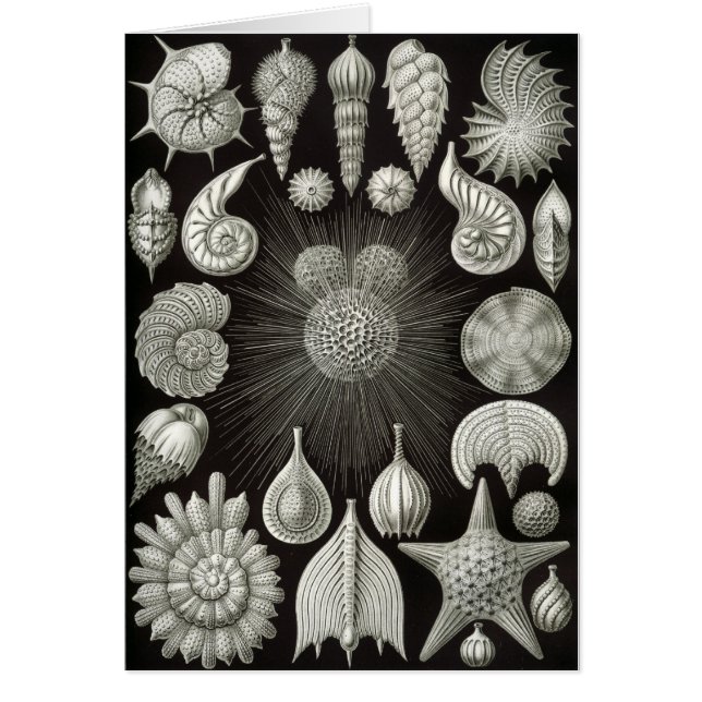 Conception de coquillage (Devant)