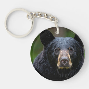 Conception de la nature sauvage de l'ours noir