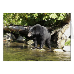 Conception de l'ours pour les animaux et les anima