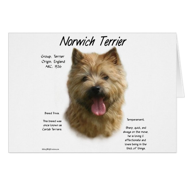 Conception historique de Norwich Terrier (Devant horizontal)
