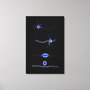 Conceptual Image Of A Neuron 1 Canvas Print