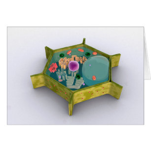 Conceptual Image Of A Plant Cell