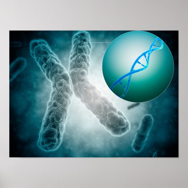 Conceptual Image Of A Telomere Showing DNA Poster (Front)