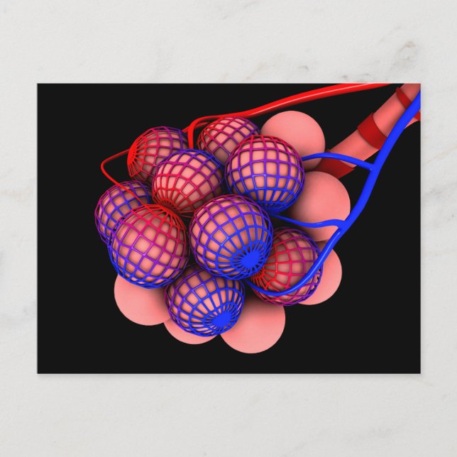 Conceptual Image Of Alveoli 1 Postcard (Front)
